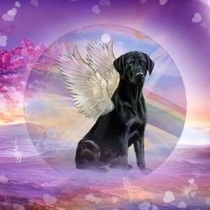 Meet your Posher, Pattie